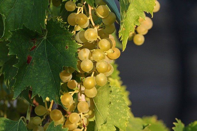 grappolo di uva bianca