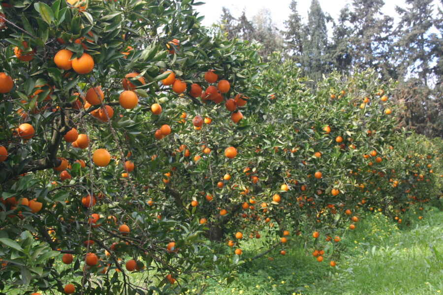 azienda Pilia-San Vito