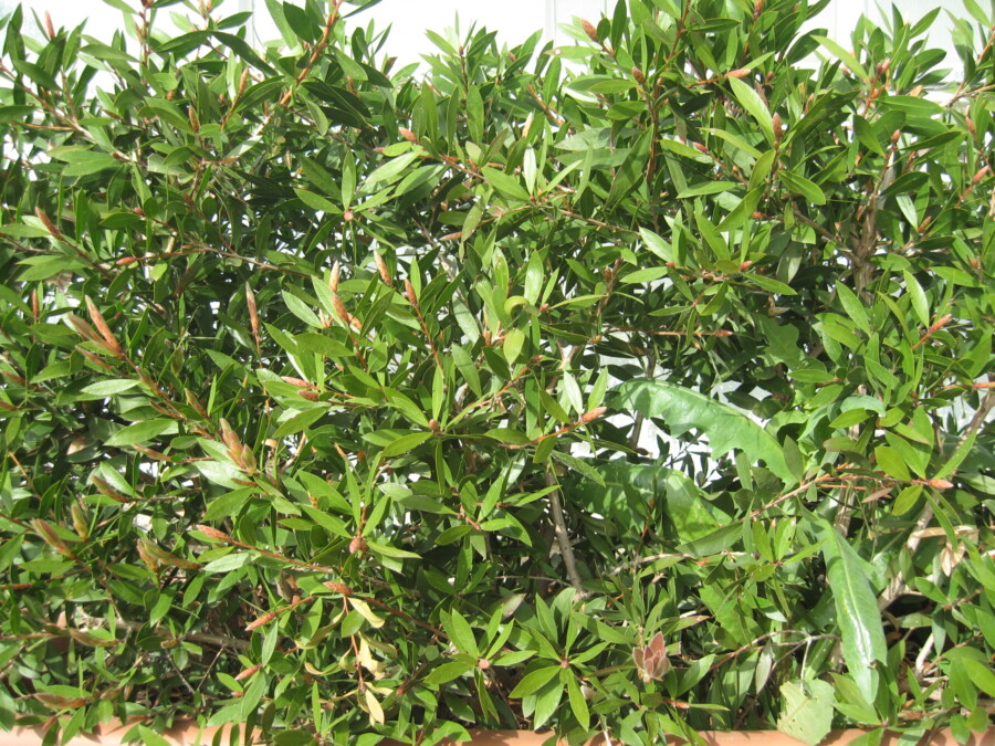 pianta