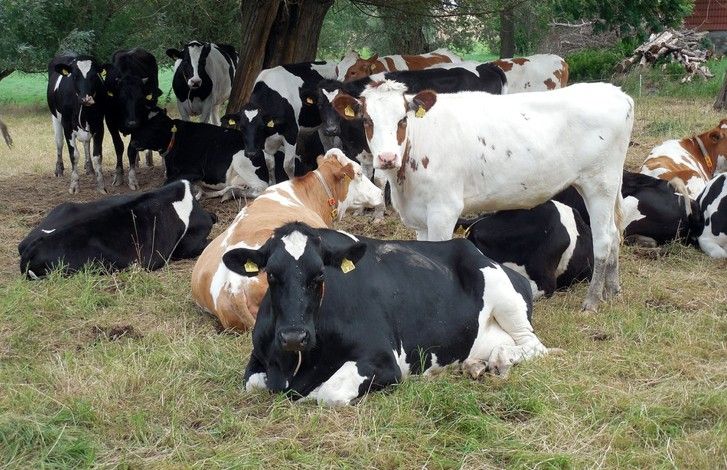 allevamento-mucche